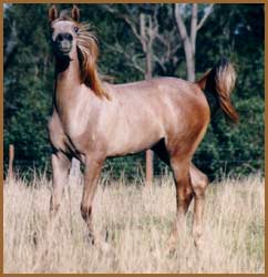 My Envy - Arabian Stallion
